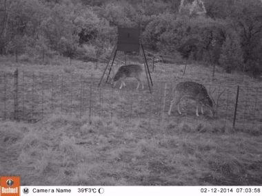FEEDER #1 - Dawn - 2 Axis