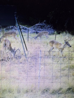FEEDER #1 - NICE HORNS