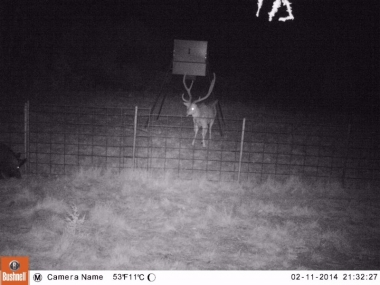 FEEDER #1 - Night Axis Trophy