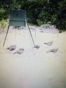 FEEDER #1 - Turkey
