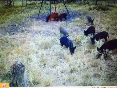 FEEDER #2 - Hog Slop