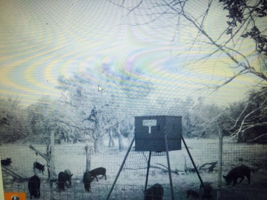 FEEDER #3 - Hog Party