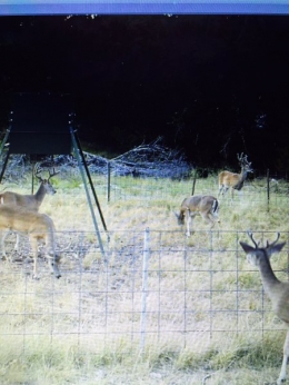 Feeder #1 - 5 Bucks